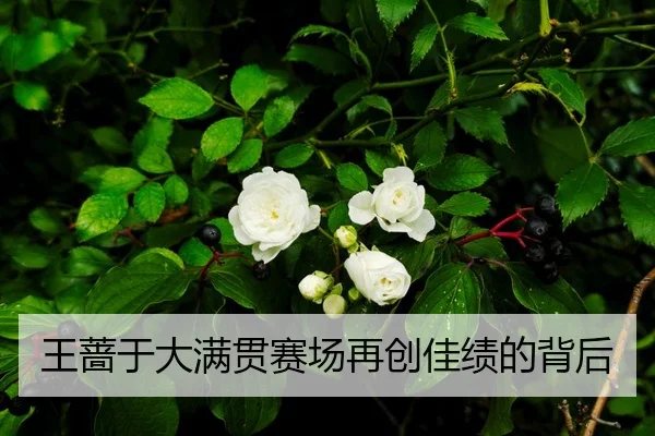 王蔷于大满贯赛场再创佳绩的背后